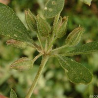 Glinus lotoides L.
